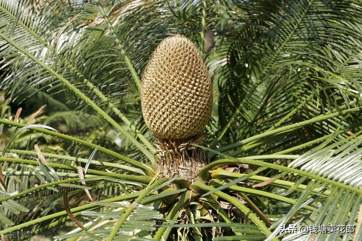 铁树叶子发黄什么原因呢,铁树叶子发黄的原因以及解决方法