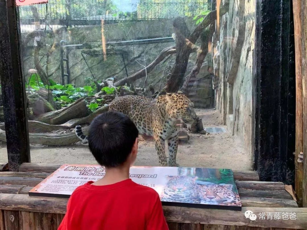 广州长隆游玩攻略水上乐园怎么去,过年去珠海长隆海洋王国游玩攻略