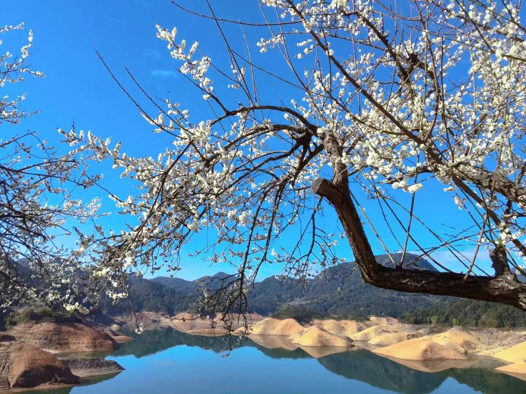 「山水中国」2021年1月||才入南湖烟雨路,梅开十里合春云