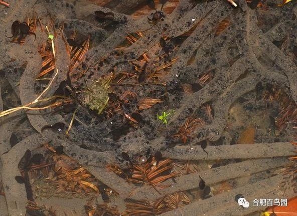 祝大家初五迎财神迎幸福,祝家人和朋友们初五迎财神