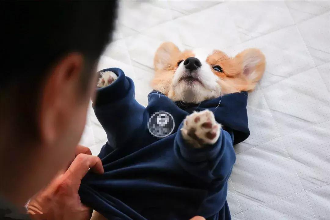 柯基从出生到满月的照顾,柯基可爱成长史