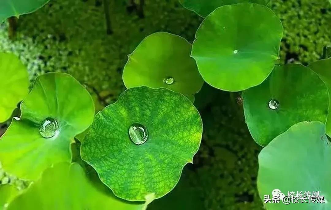 沧海：“优雅”比“优秀”更难