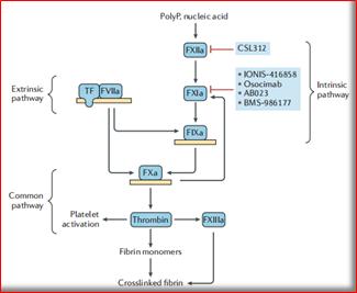 十大抗栓药排行,十种最好的抗栓药