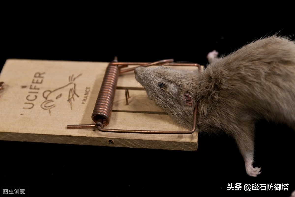老鼠怎么那么可恶,大家说老鼠可怜吗