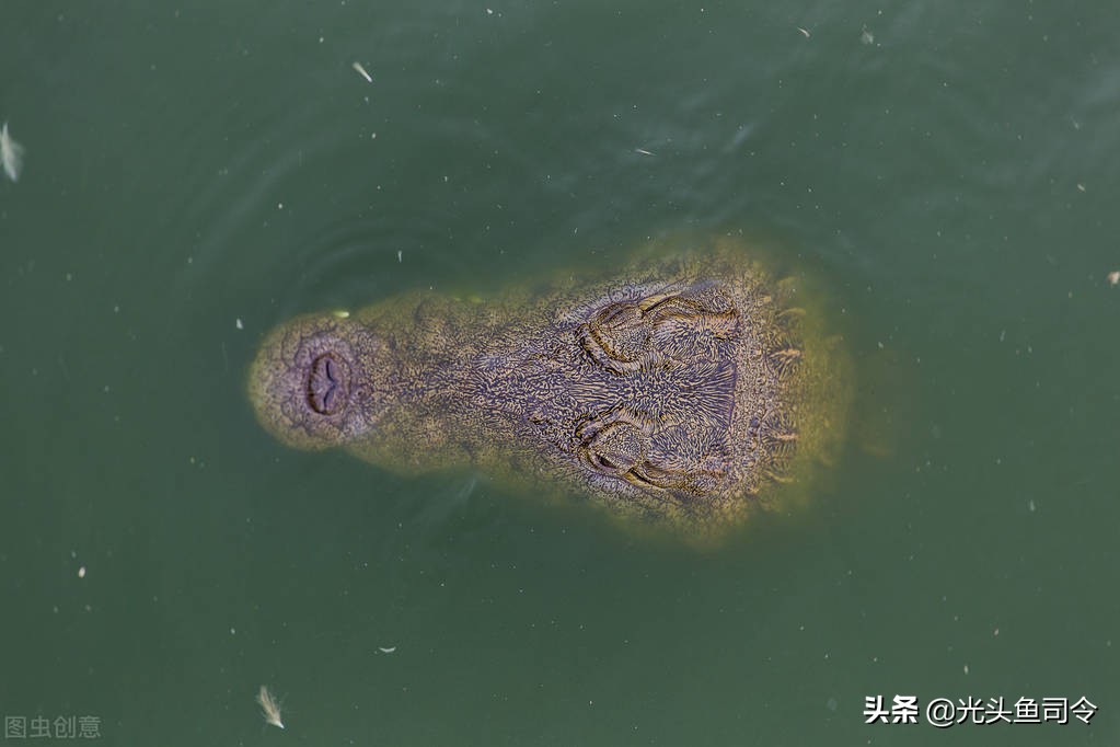 鳄鱼那么凶猛为什么不灭绝鳄鱼,鳄鱼的天敌和鳄鱼的种类谁最强