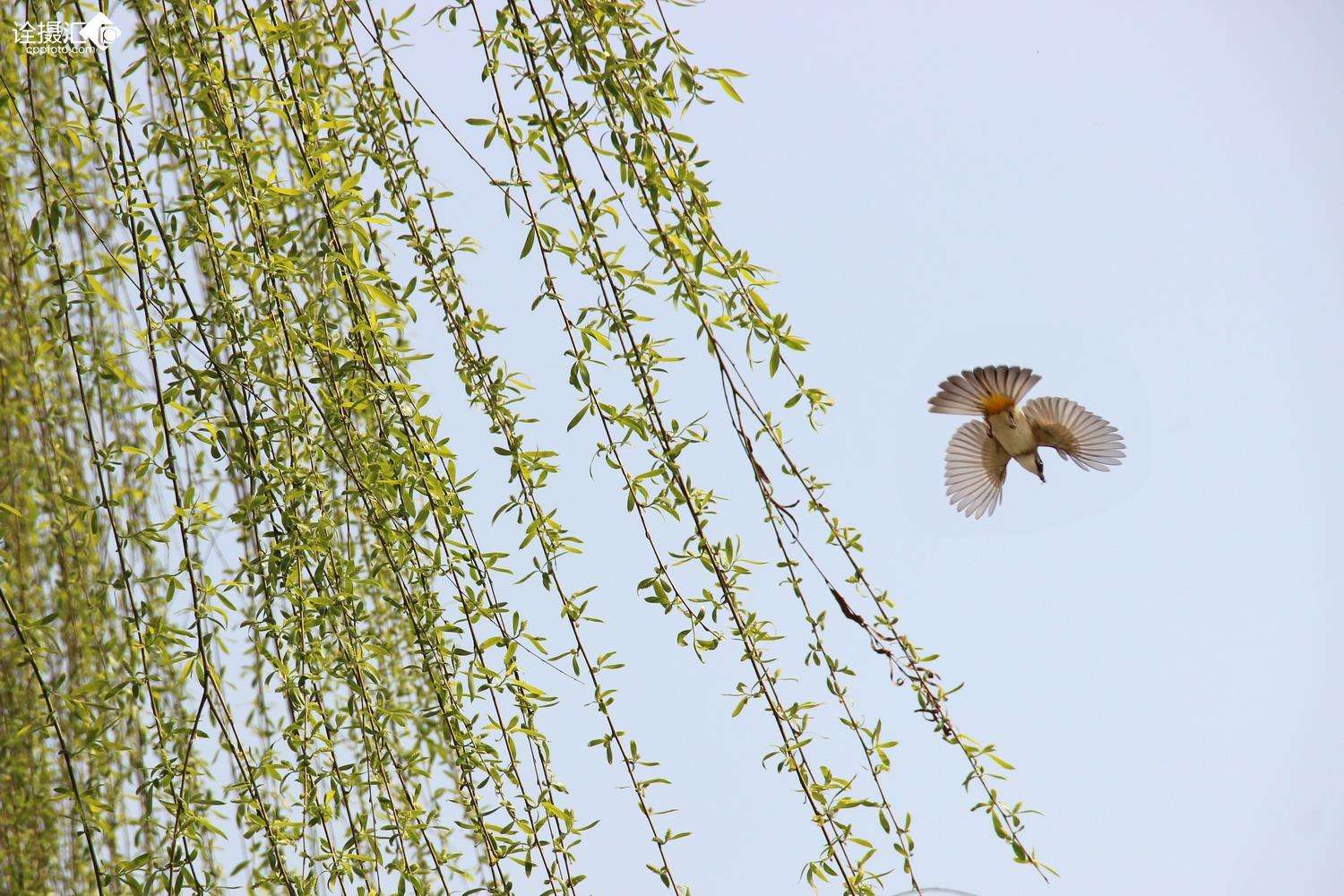 畅梦轻怀，黄灯醉墨，一笔尽是思硕