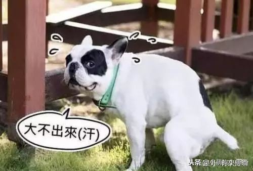 狗狗室内大小便解决方法,狗狗不定点大小便怎么办