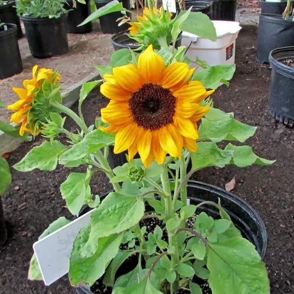 向日葵的盆栽种植方法,向日葵盆栽种植方法全过程