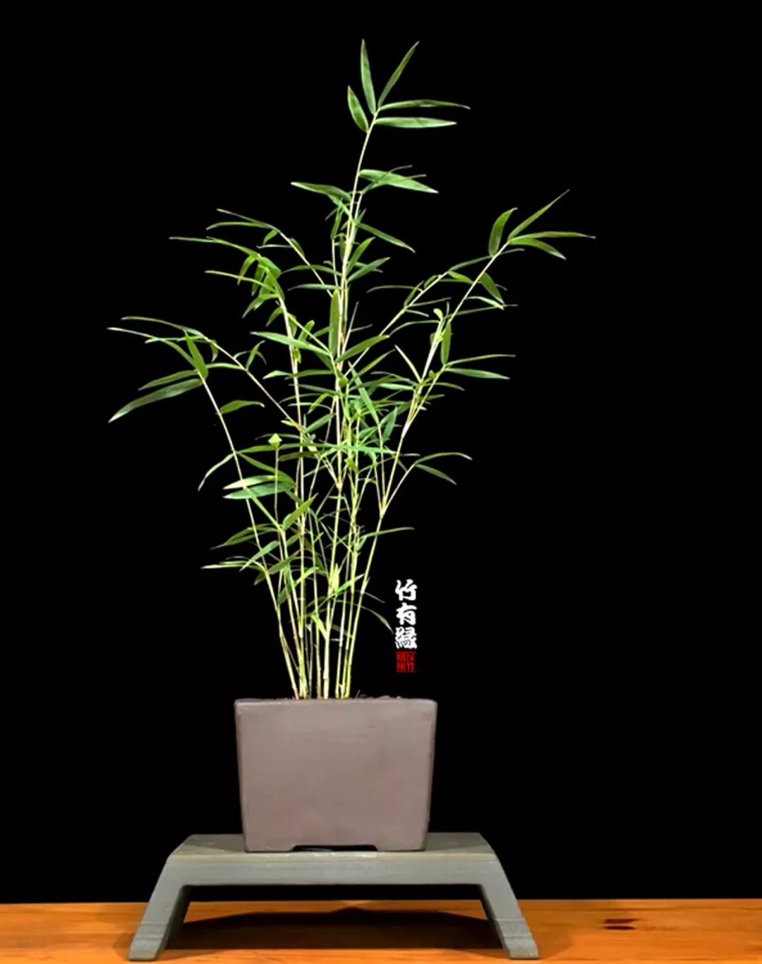 《竹子浇水宝典》竹子浇水是门大学问！