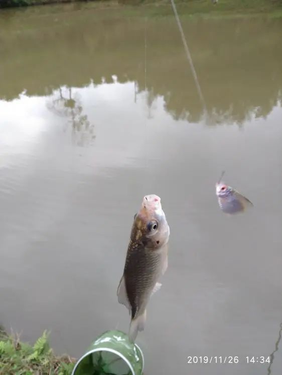 本汀宗师仙羽,本汀太极宗师仙羽鱼竿测试