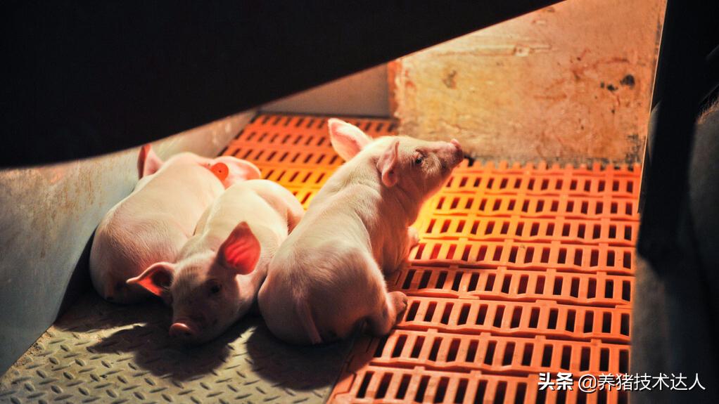 猪热应激的防治方法,猪热应激怎么办