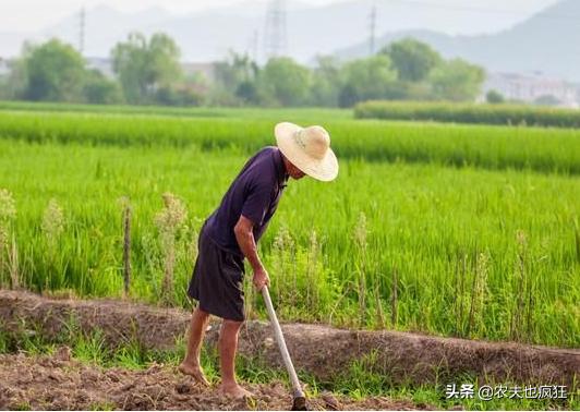 从夏至怎么算哪天入伏,夏至三庚入伏是指几天