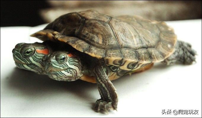 怎么判断自己买的龟是什么品种,什么样的龟好看