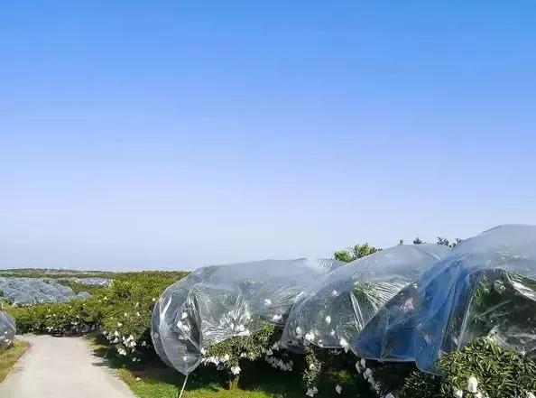 蒲江春见耙耙柑不知火丑柑,春见耙耙柑和耙耙柑有什么区别