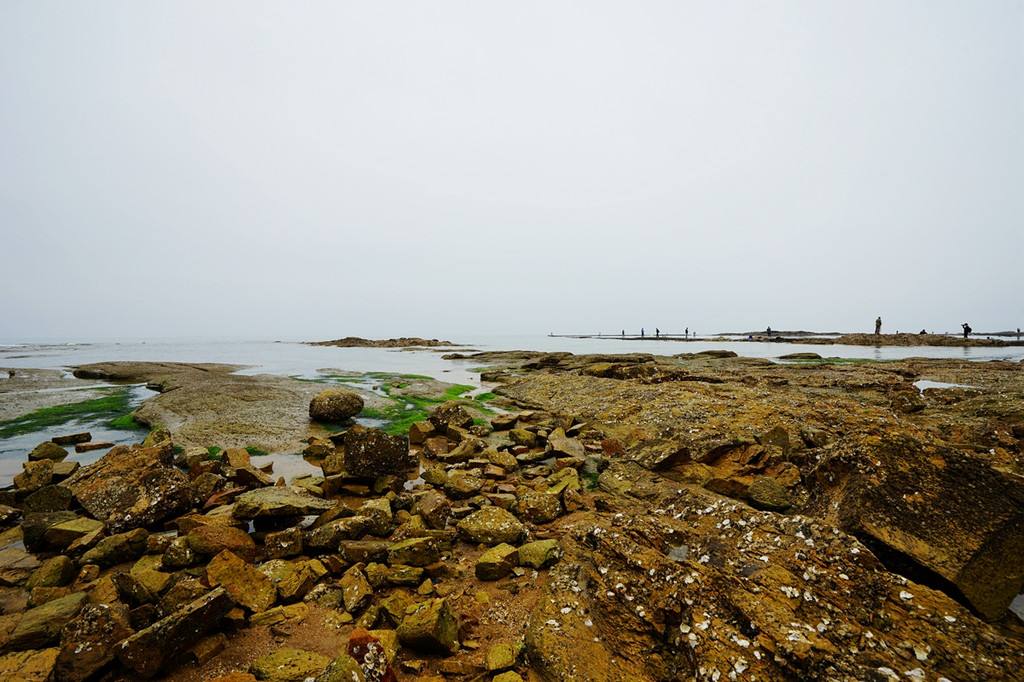 海南小伙赶海石斑鱼,小伙赶海捡到一只小石斑鱼