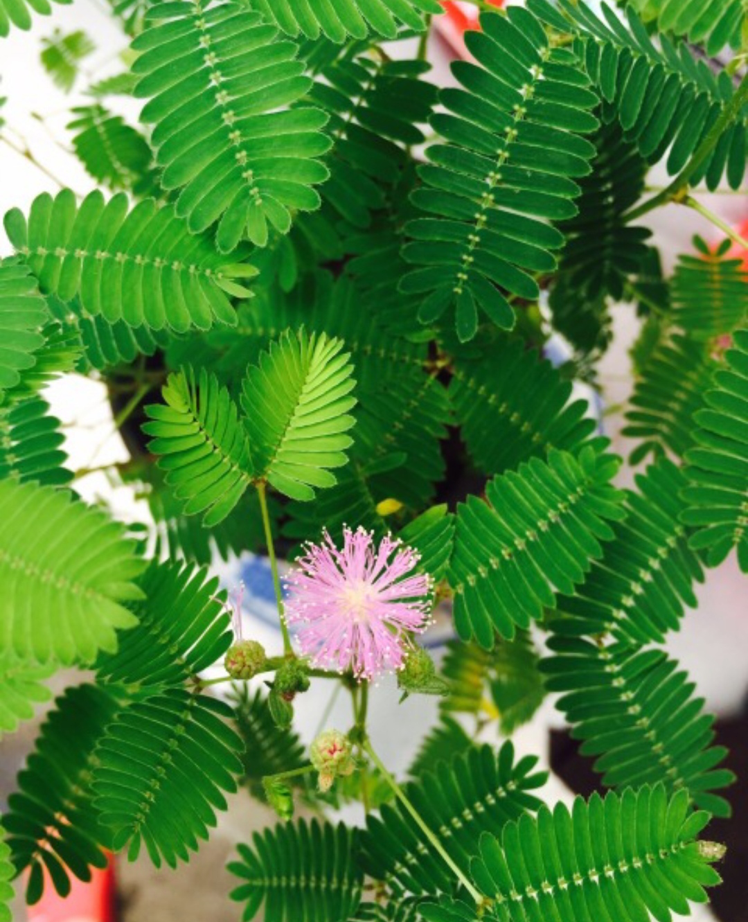 鎴峰涓嶈兘瑙︾鐨勬瘨鑺辨湁鍝簺,鍝簺姣掕姳涓嶈兘瑙︾