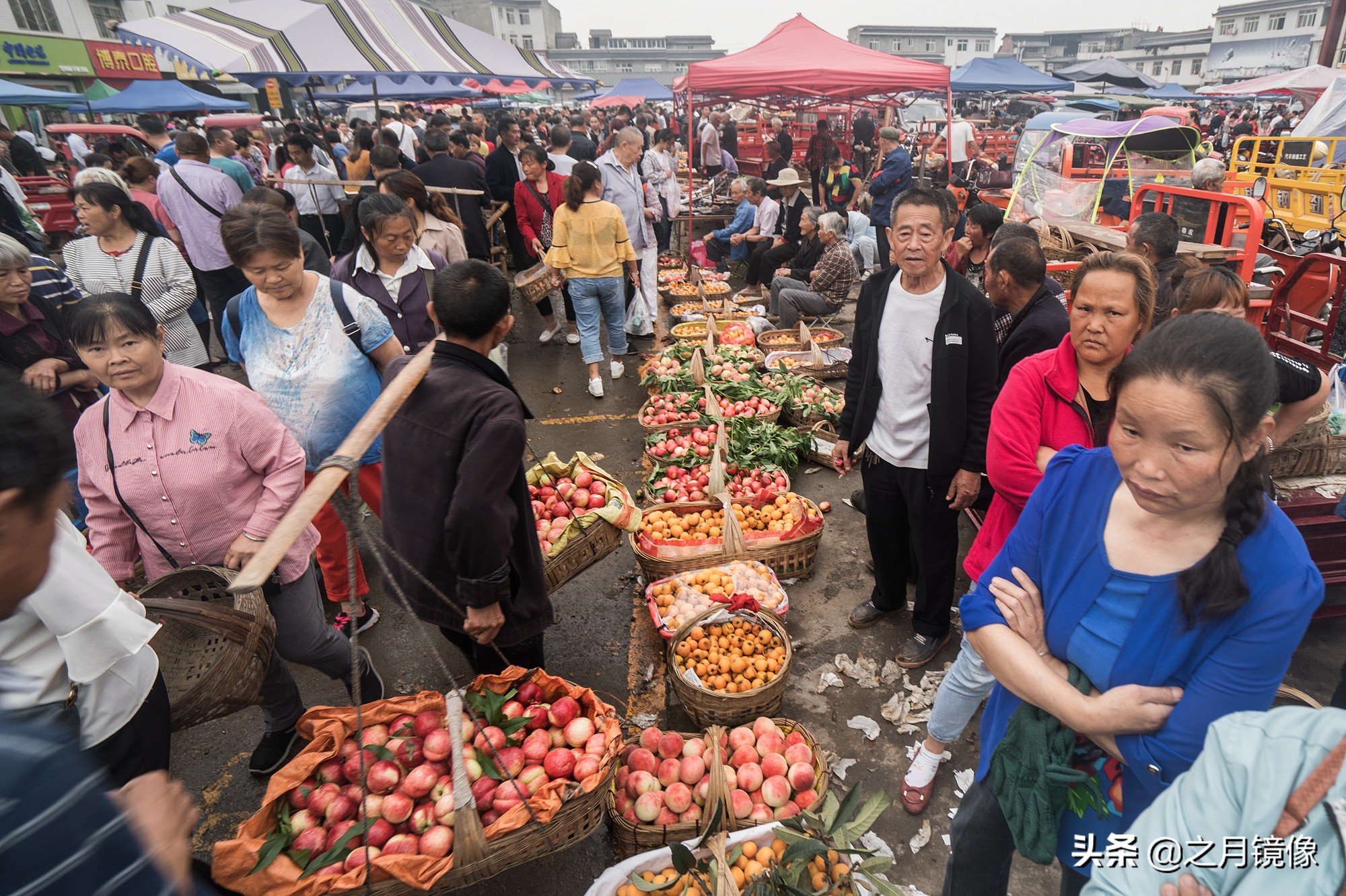 天府新区太平枇杷,成都太平枇杷批发市场