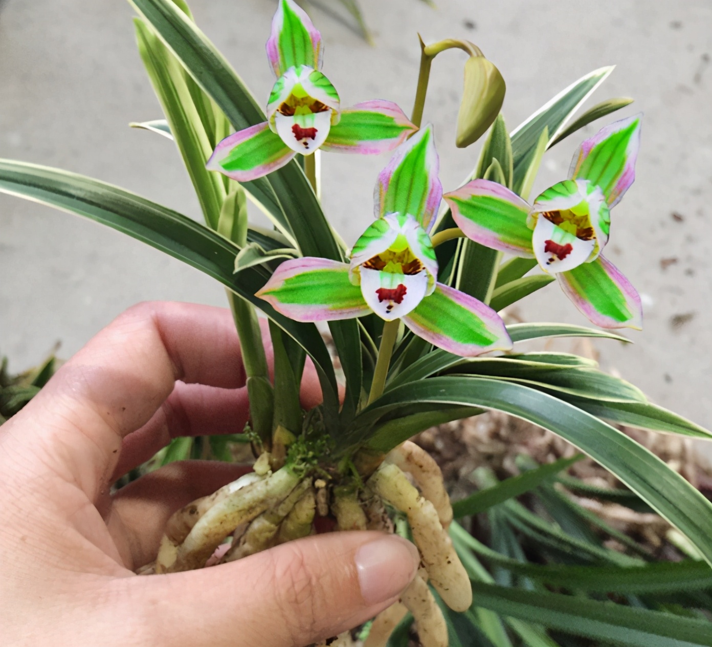 四季兰什么品种好养便宜爱开花,叶有金边的四季兰品种