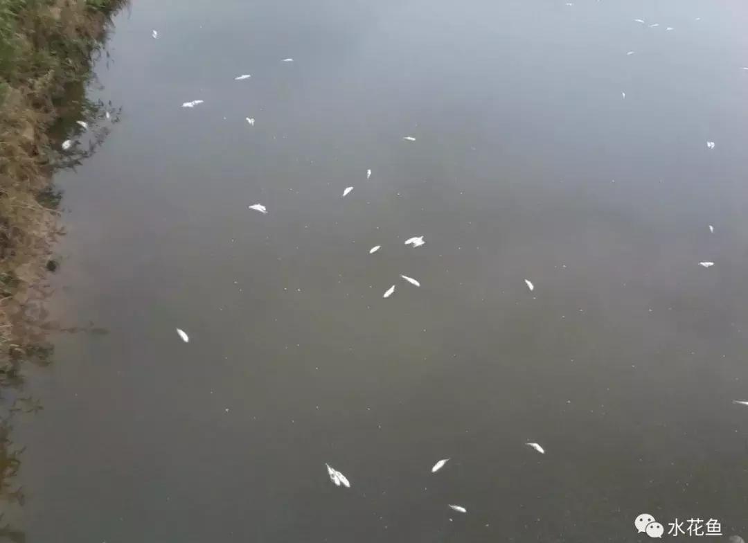 鱼苗投放鱼塘出现死亡怎么办,新进鲫鱼苗下塘大量死亡如何补救