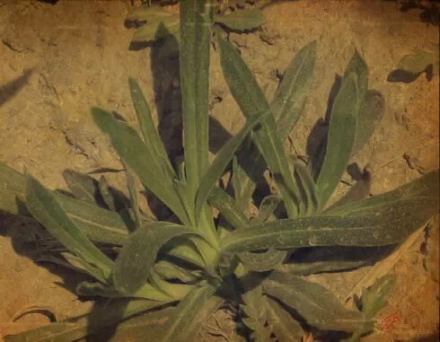 机器铃砍菜刀原版视频,机器铃砍菜刀啥意思