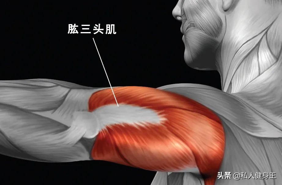 怎么练肱二头肌还不会粗小臂,如何练大小臂肱肌