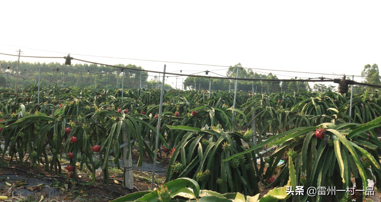 雷州市雷高镇下尾官田仔村,雷州雷高下尾村