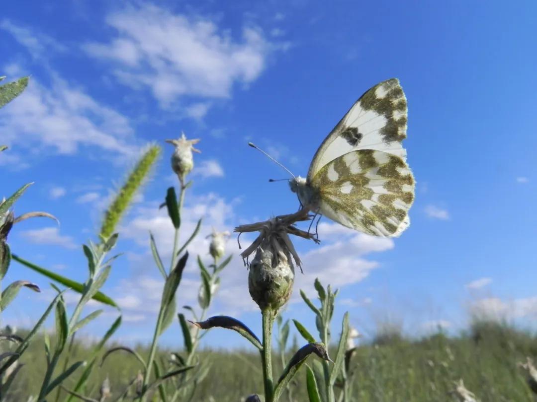 *疆新**的蝴蝶，惊世骇俗