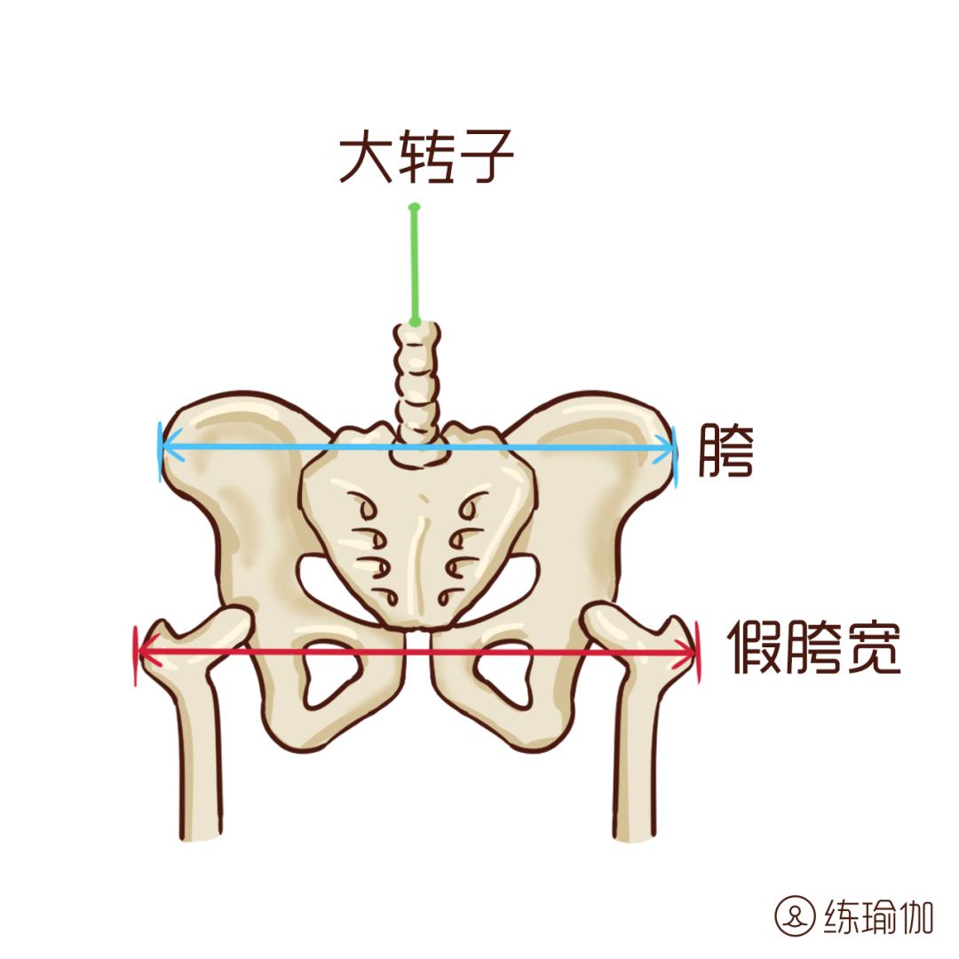 改善假胯宽很练操,缩胯动作教学