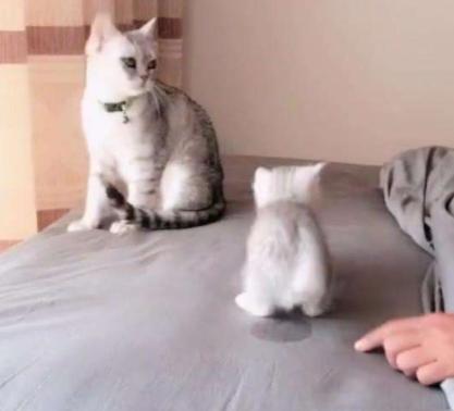 猫咪在被子上尿尿怎么纠正,猫咪报复性在地上拉屎咋办