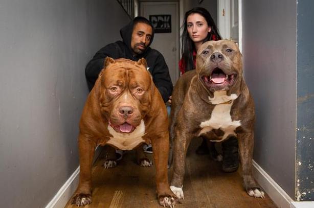 狗狗十大禁养犬,十种危险至极的狗狗