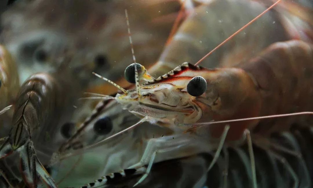 虾青素抗衰精华液,虾青素是抗衰的天花板