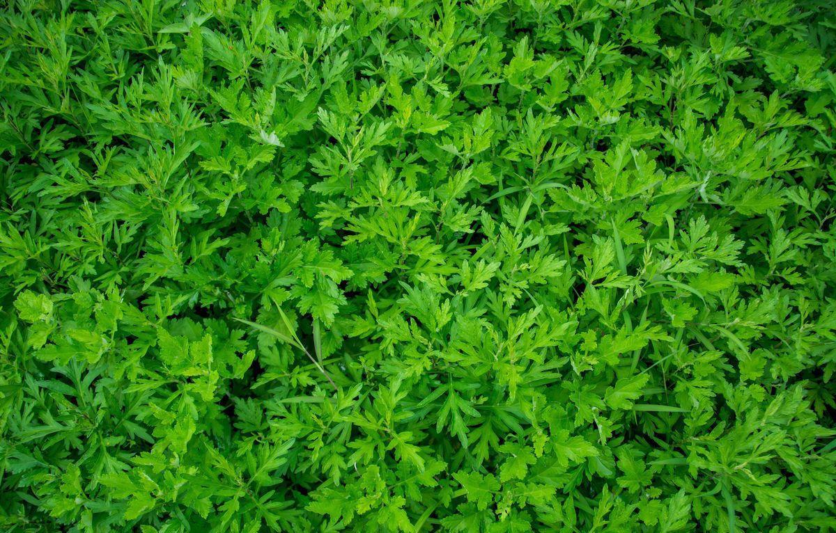 家里种植艾草能驱蚊吗,艾草驱虫的正确方法