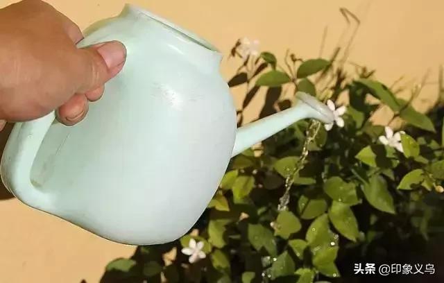 过期药片可以养什么花,用过期的药片能种花吗