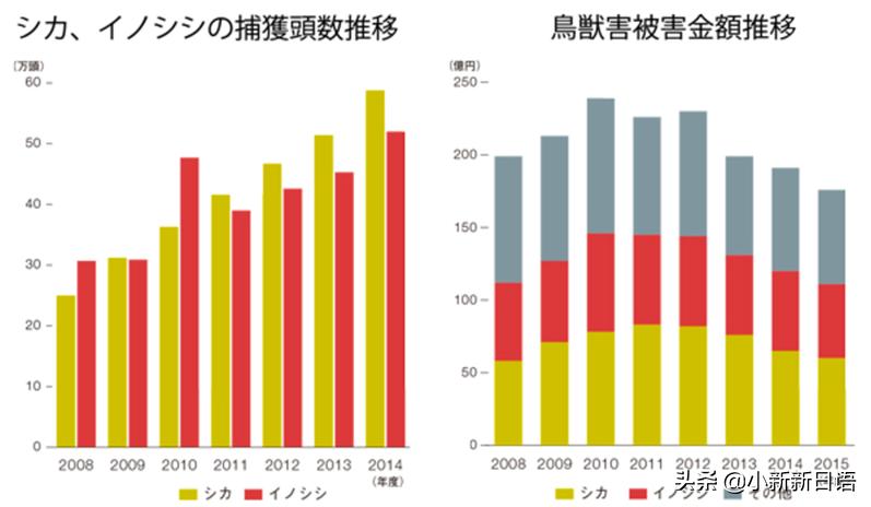 日本人为什么爱吃板栗,日本人为什么爱吃鱼