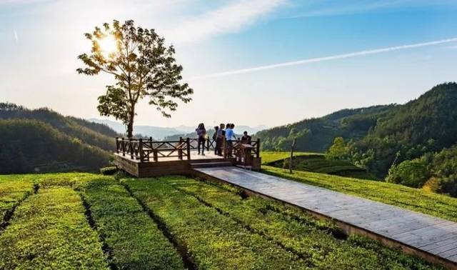 喝杯英山云雾茶静静,等等还未追上的灵魂