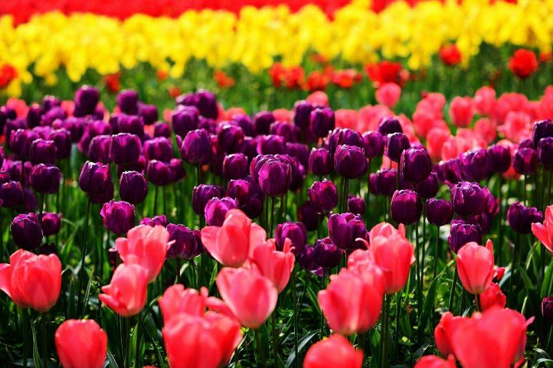 世界各国的国花集锦,英国国花世界各国的国花