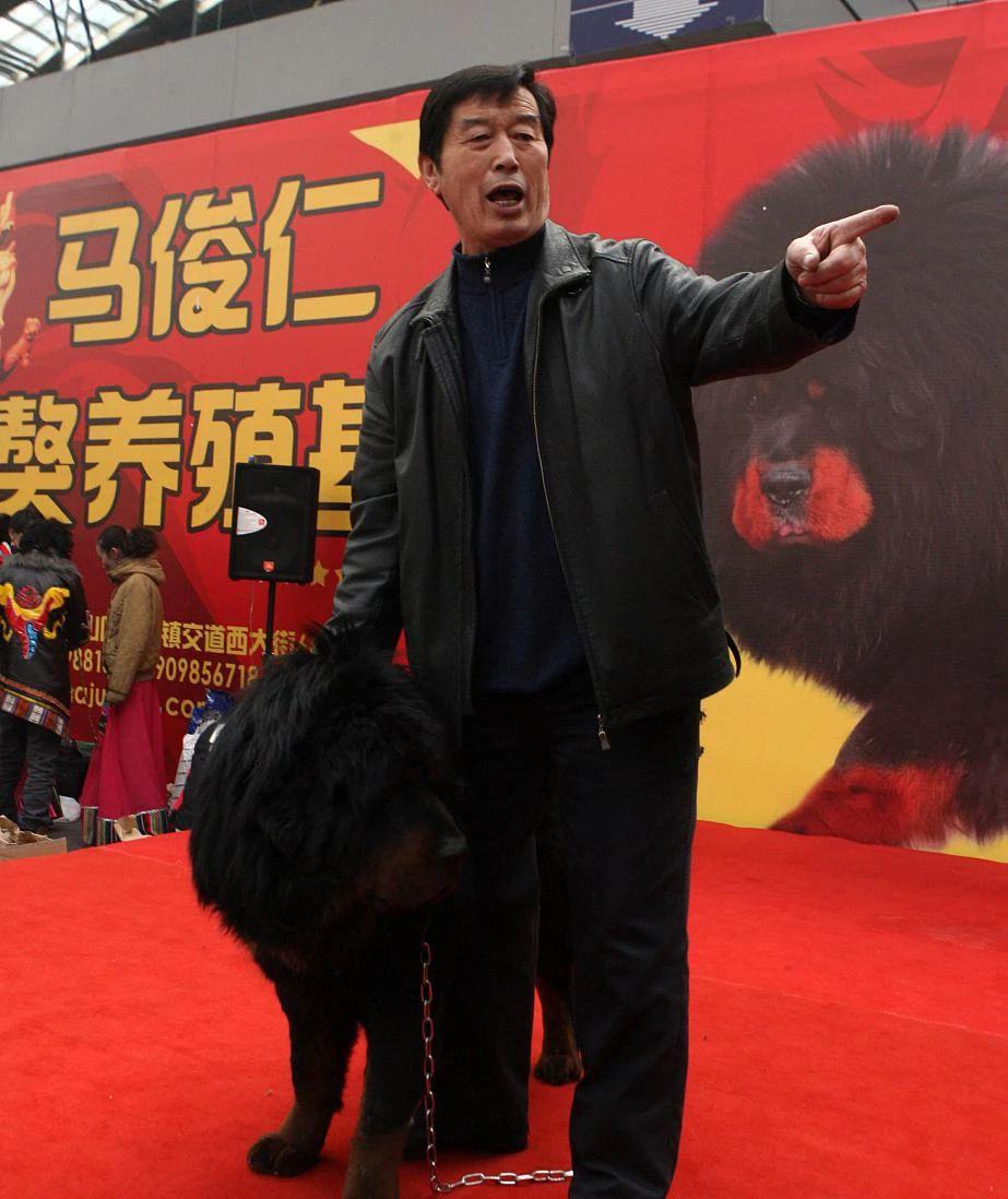 藏獒变流浪狗,藏獒从一条换北京两套房