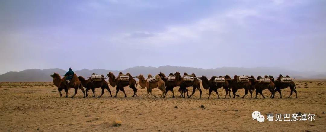 戈壁红驼，乌拉特草原上的珍珠