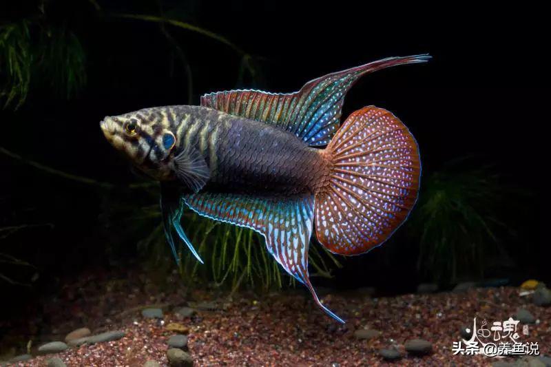 儿时池塘里的小鱼儿,如今已登上国内最大观赏鱼比赛舞台