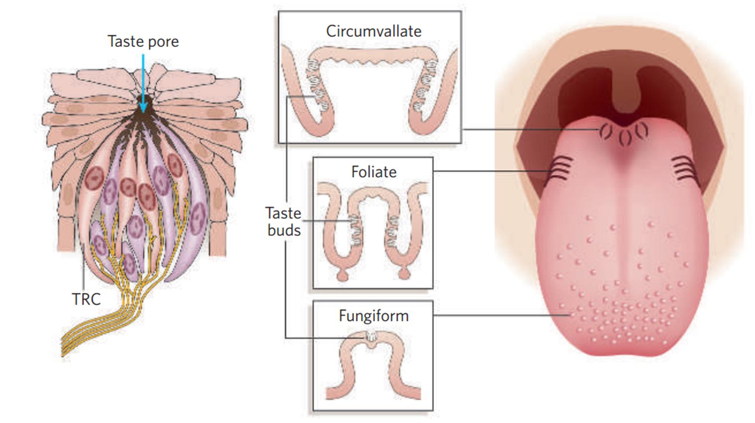 水有气味吗,水有颜色吗有味道吗