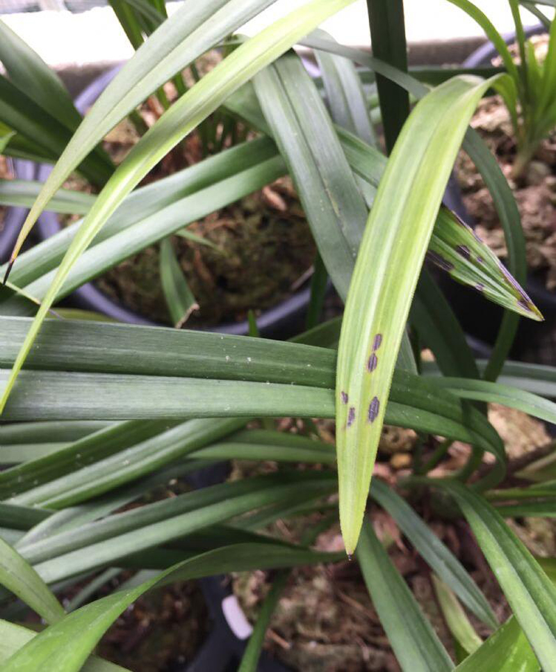 兰花叶子发黄如何处置,兰花嫩叶上的白斑怎么办