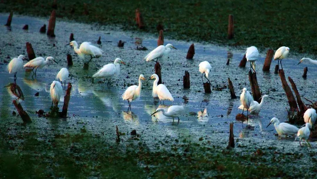怀旧历史大礼包,老兵新年大礼包