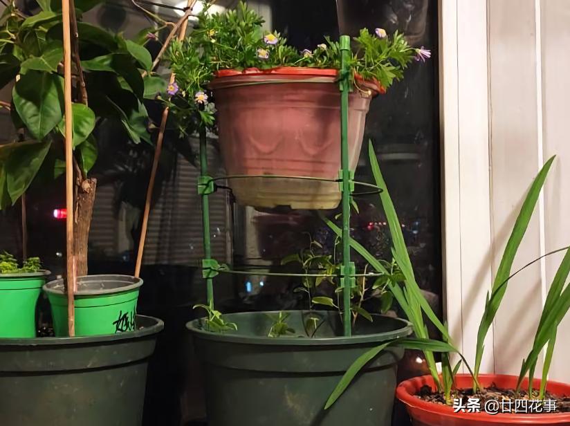 阳台太小怎么养多肉,阳台适合养什么花不生病