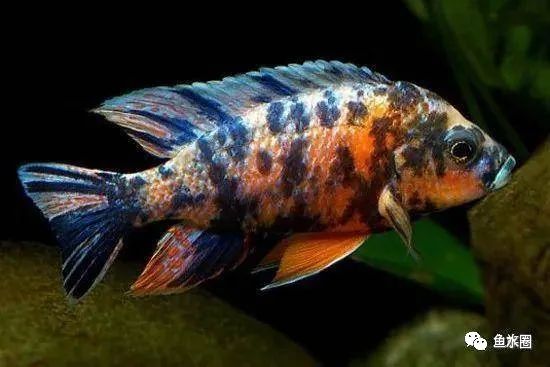 三湖慈鲷马鲷孔雀珍珠系能长多大,三湖慈鲷之孔雀