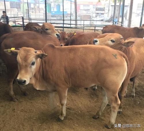 牛吃什么容易生长,牛需要喂盐吗