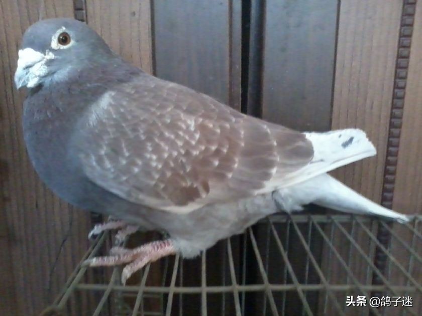 赛鸽眼睛长东西,赛鸽血统重要还是个体重要