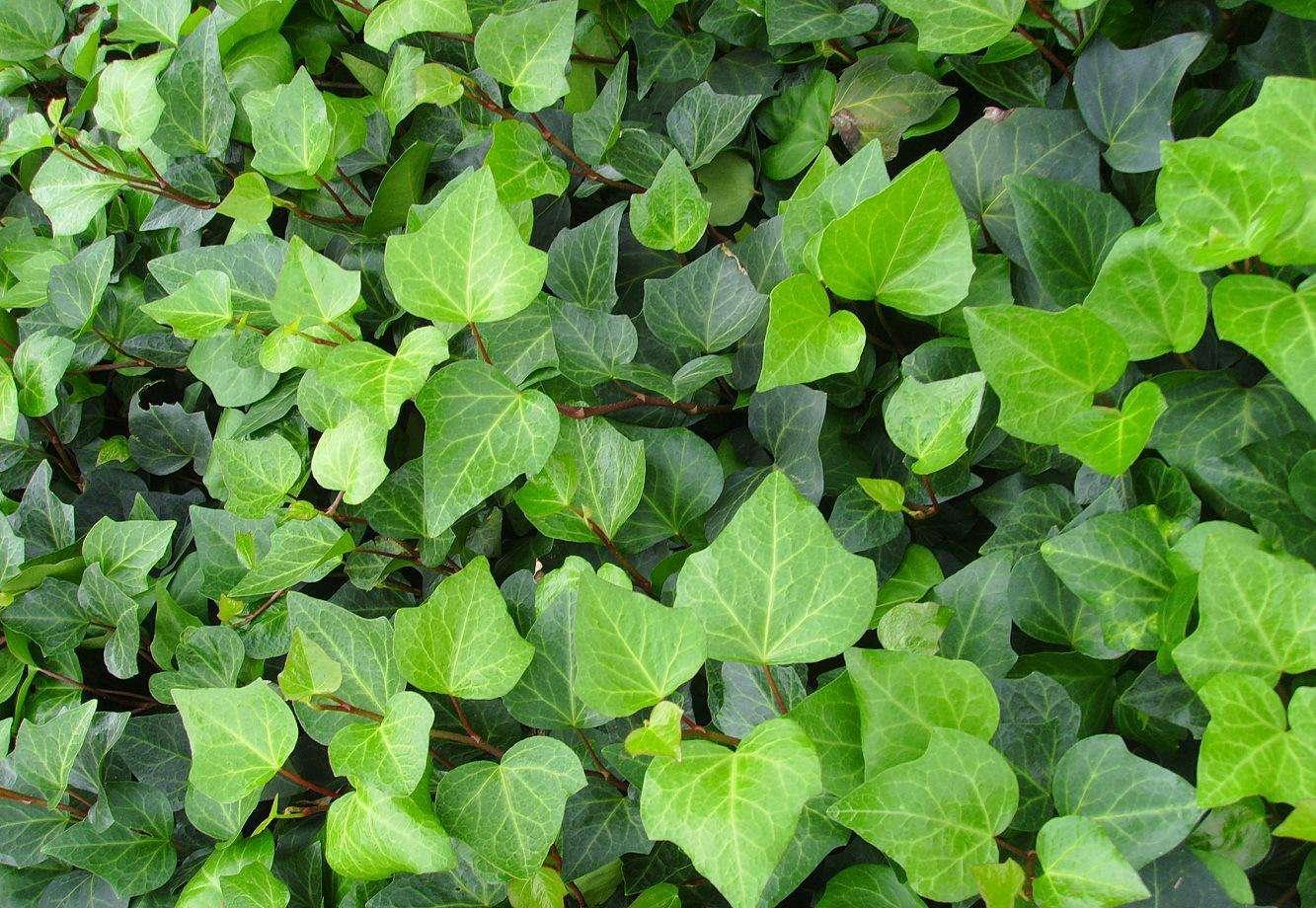 常春藤怎么养成老桩,常春藤不悬挂怎么养护