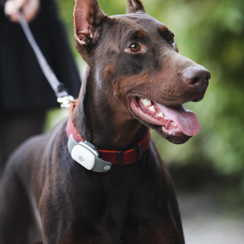 爱宠走失寻回,寻回丢失宠物的高效方法和技巧