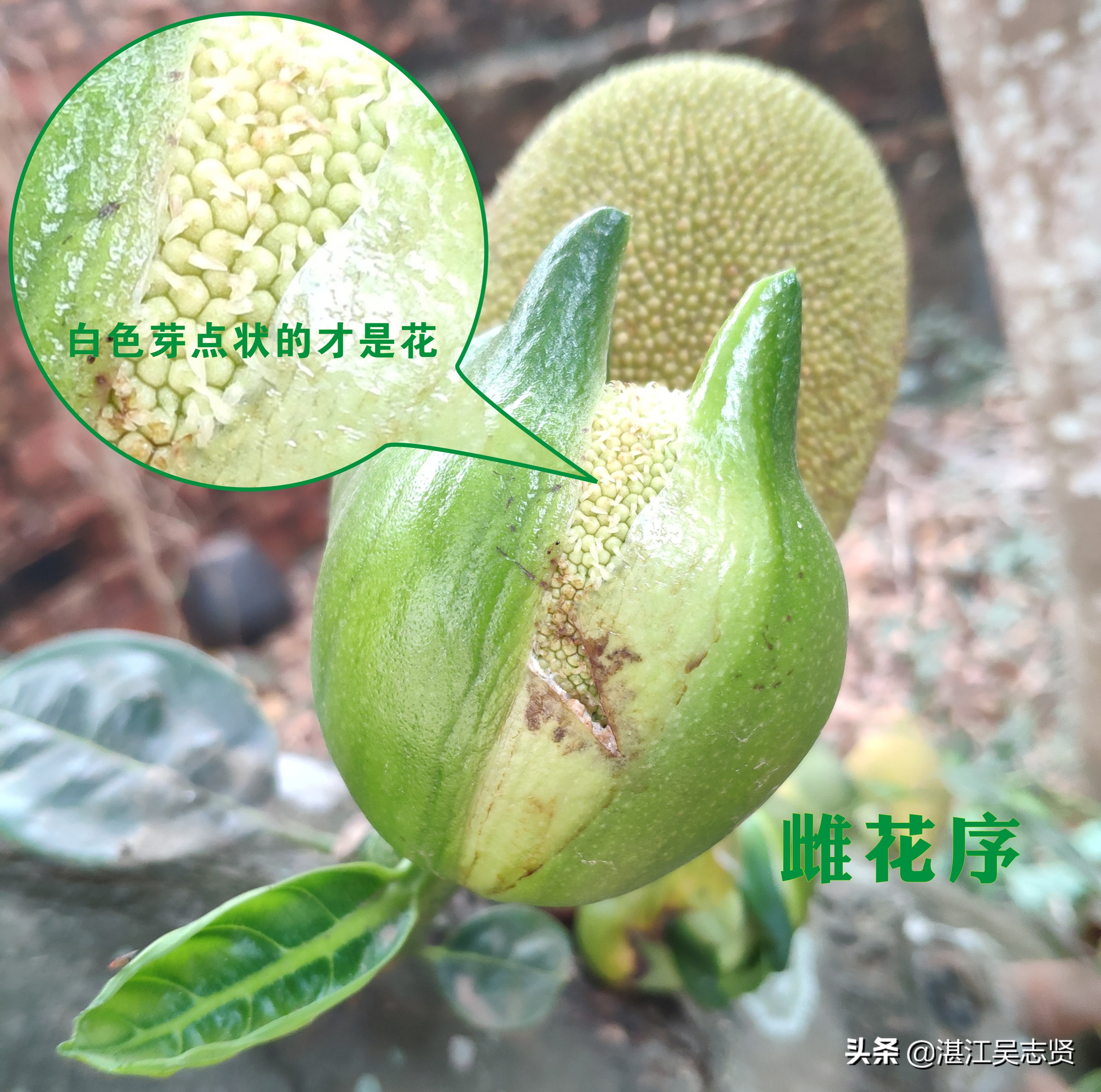 什么方法可以让菠萝蜜果肉熟得快,剥好的菠萝蜜如何存储变甜