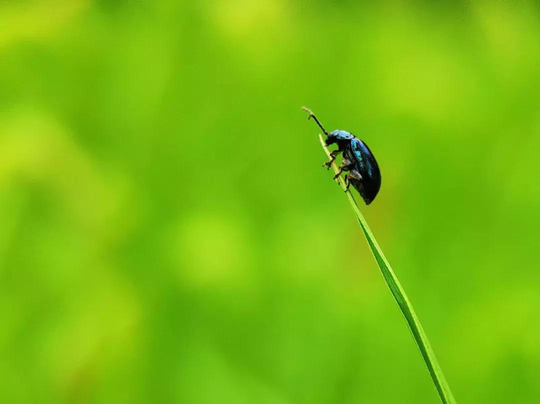 手把手教你拍摄微距花,春天拍花卉微距摄影镜头推荐